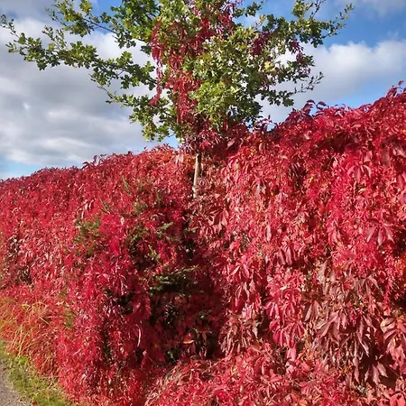 Pieciu Pomostow Maison d'hôtes Czaplinek